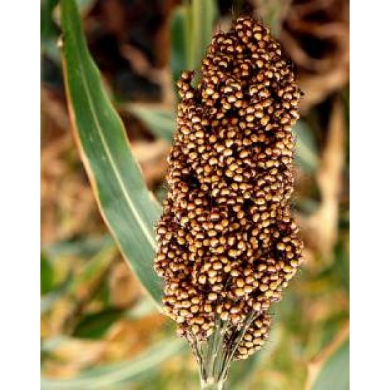 Mawere / Chimera / Millet / Sorghum Flour from Malawi 500g Mawere / Chimera / Millet / Sorghum Flour from Malawi 500g