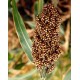 Mawere / Chimera / Millet / Sorghum Flour from Malawi 500g Mawere / Chimera / Millet / Sorghum Flour from Malawi 500g