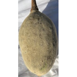 Malambe - Baobab Fruit - Medium Size