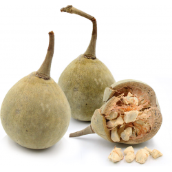 Malambe or Mabuyu Fruit - Baobab Fruit - Medium Size